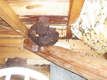 スズメバチとミツバチの巣が隣合わせ