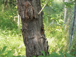 樹液に寄ってくるオオスズメバチ