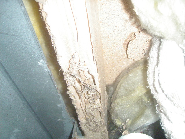 防湿シートの中の木材（根太）が食害