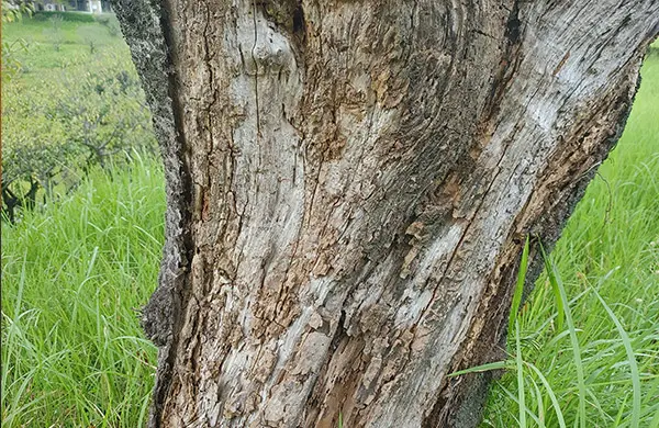 シロアリ被害にあった庭木（桜）