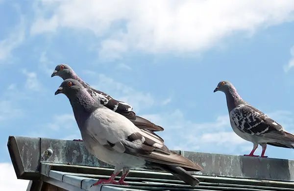 鳩がベランダや屋根裏、太陽光発電パネルの下などに住みついてしまうと、糞による汚れや騒音、さらには健康リスクまで引き起こすことがあります