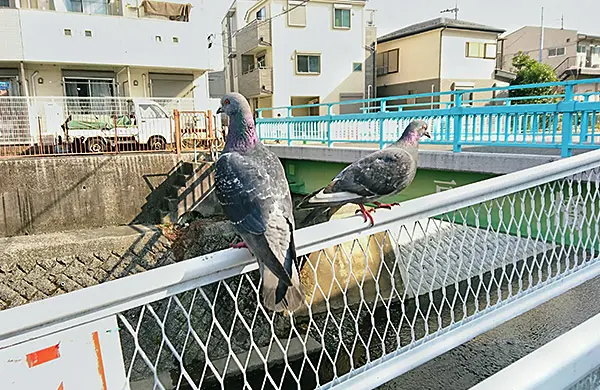 鳩が住み着くことで多くの問題が生じます